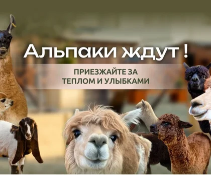 Экскурсия на ферму альпакам и лемурам!