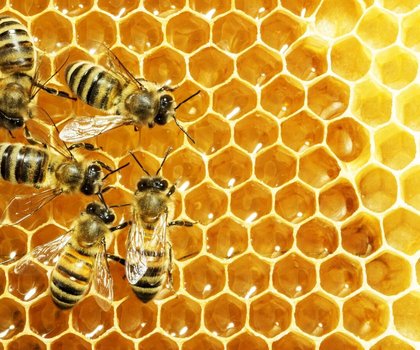 научно-познавательная программа "Пчеловодство"