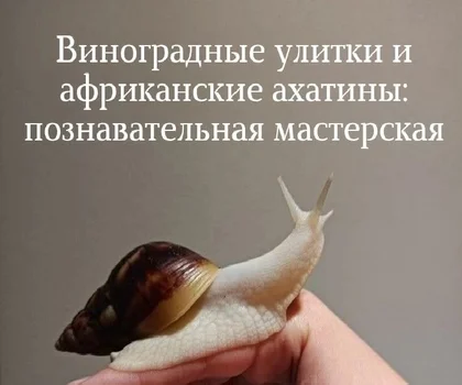 Виноградные улитки и Ахатины